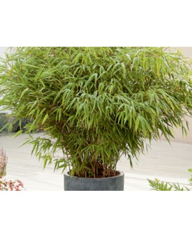 Fargesia rufa en pot