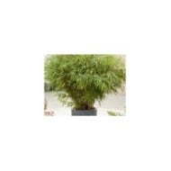 Fargesia rufa en pot