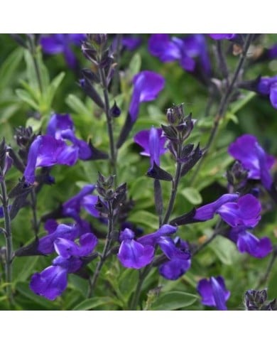 Sauge arbustive 'Mirage Bleu'  (Salvia gregii) (Ball Seed)