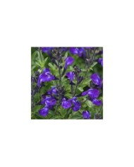 Sauge arbustive 'Mirage Bleu'  (Salvia gregii) (Ball Seed)