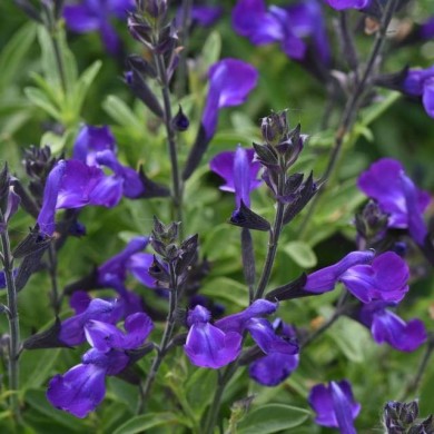 Sauge arbustive 'Mirage Bleu'  (Salvia gregii) (Ball Seed)