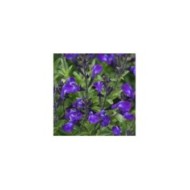 Sauge arbustive 'Mirage Bleu'  (Salvia gregii) (Ball Seed)