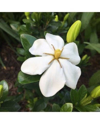 Gardenia jasminoides Kleim's Hardy (Scott Zona / flickr.com)