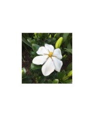 Gardenia jasminoides Kleim's Hardy (Scott Zona / flickr.com)