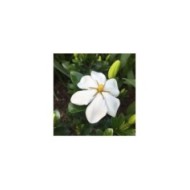 Gardenia jasminoides Kleim's Hardy (Scott Zona / flickr.com)