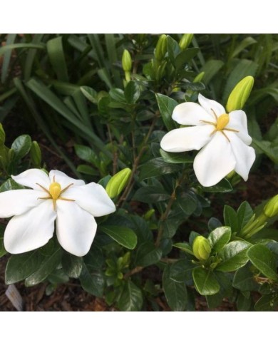 Gardenia jasminoides Kleim's Hardy (Scott Zona / flickr.com)