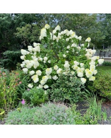 Hortensia paniculé LITTLE LIME® (Hydrangea paniculata) (Michele Dorsey / flickr.com)