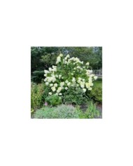 Hortensia paniculé LITTLE LIME® (Hydrangea paniculata) (Michele Dorsey / flickr.com)