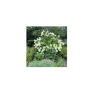 Hortensia paniculé LITTLE LIME® (Hydrangea paniculata) (Michele Dorsey / flickr.com)