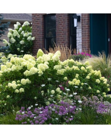 Hortensias Little Lime et Limelight en massif avec des alliums Millennium et des graminées (MOLLY SHANNON / stock.adobe.com)