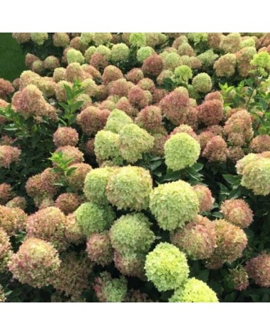 Hortensia paniculé LITTLE LIME® (Hydrangea paniculata) (Valkplant)