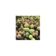 Hortensia paniculé LITTLE LIME® (Hydrangea paniculata) (Valkplant)