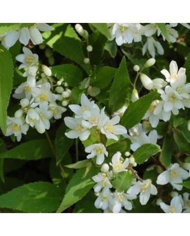 Deutzia gracilis 'Nikko' - floraison (Derek Ramsey / Wikimedia)