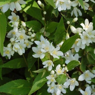 Deutzia gracilis 'Nikko' - floraison (Derek Ramsey / Wikimedia)