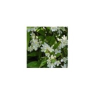 Deutzia gracilis 'Nikko' - floraison (Derek Ramsey / Wikimedia)