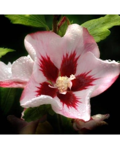 Hibiscus syriacus Hamabo (DAVID / wikimedia.org)