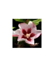Hibiscus syriacus Hamabo (DAVID / wikimedia.org)