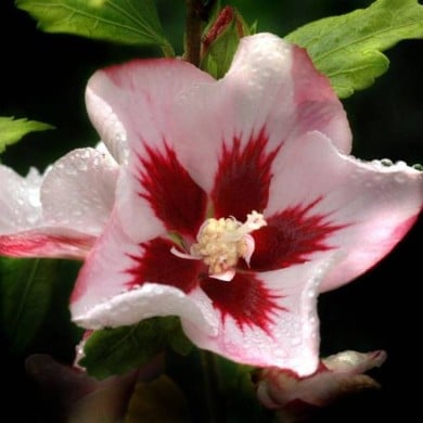 Hibiscus syriacus Hamabo (DAVID / wikimedia.org)