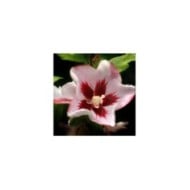Hibiscus syriacus Hamabo (DAVID / wikimedia.org)