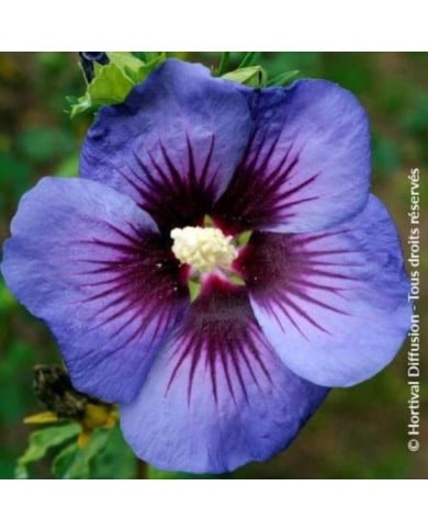 Hibiscus syriacus Ultramarine