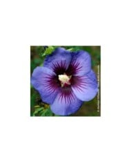Hibiscus syriacus Ultramarine
