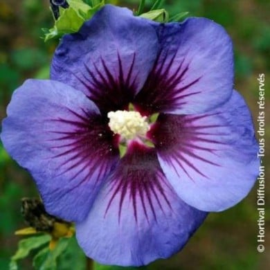 Hibiscus syriacus Ultramarine