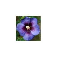 Hibiscus syriacus Ultramarine