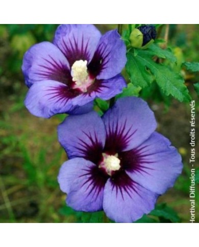 Hibiscus syriacus Ultramarine