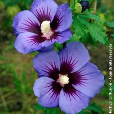 Hibiscus syriacus Ultramarine
