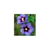 Hibiscus syriacus Ultramarine