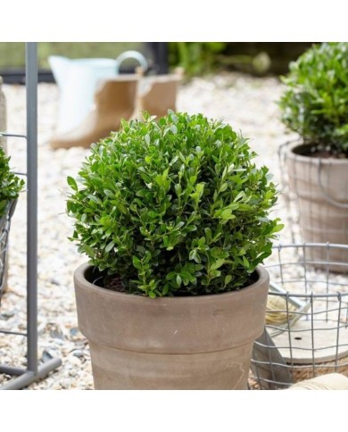 ILEX crenata LUXUS GLOBE (Globe Planter)
