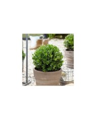 ILEX crenata LUXUS GLOBE (Globe Planter)