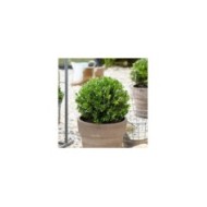 ILEX crenata LUXUS GLOBE (Globe Planter)