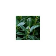 Houx crénelé LUXUS GLOBE (Plantipp)