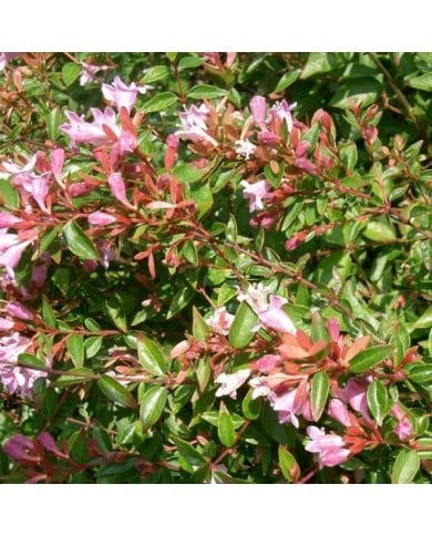 Abelia grandiflora 'Edward Goucher' (KENPEI's photo / wikimedia.org)