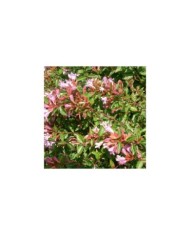 Abelia grandiflora 'Edward Goucher' (KENPEI's photo / wikimedia.org)