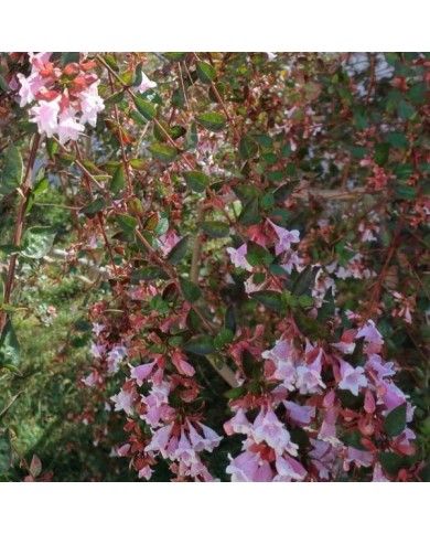 Abelia x 'Edward Goucher' (cultivar413)