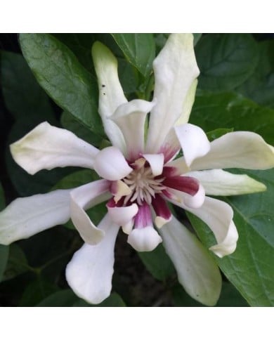 Arbre aux anémones ‘Venus’ - Calycanthus (De Tuin / flickr.com)