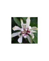 Arbre aux anémones ‘Venus’ - Calycanthus (De Tuin / flickr.com)