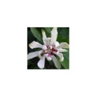 Arbre aux anémones ‘Venus’ - Calycanthus (De Tuin / flickr.com)