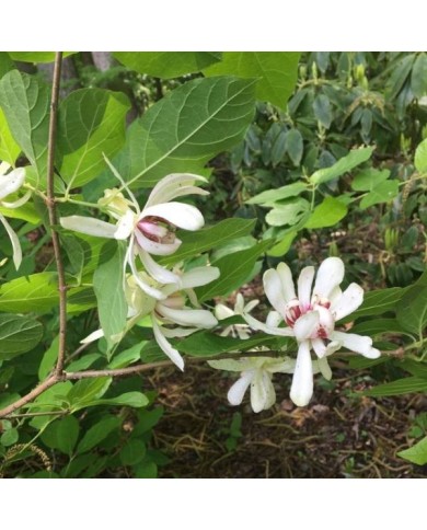 Arbre aux anémones ‘Venus’ - Calycanthus (Scott Zona / flickr.com)