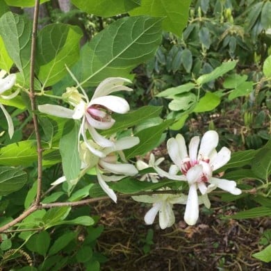 Arbre aux anémones ‘Venus’ - Calycanthus (Scott Zona / flickr.com)