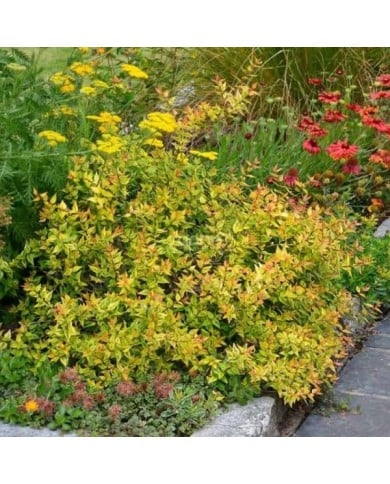 Abelia x grandiflora 'Kaleidoscope' (Sapho)