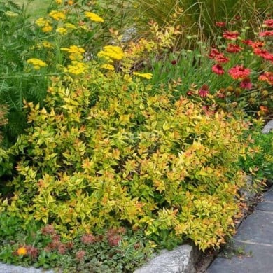 Abelia x grandiflora 'Kaleidoscope' (Sapho)