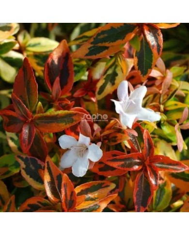 Abelia x grandiflora 'Kaleidoscope' (Sapho)