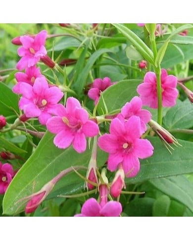Jasmin beesianum ou Jasmin rose