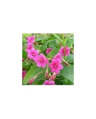 Jasmin beesianum ou Jasmin rose