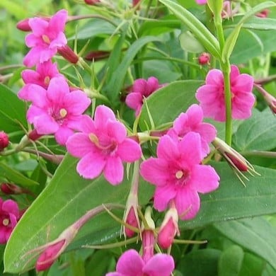 Jasmin beesianum ou Jasmin rose