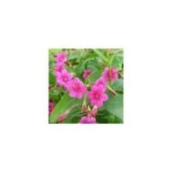 Jasmin beesianum ou Jasmin rose