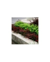 Bambou sacré Flirt 'Murasaki' (Nandina domestica) (Plantipp)